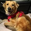 dog-rescued-by-coast-guard-after-spending-8-days-trapped-in-shipping-container-is-pregnant