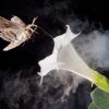 air-pollution-is-changing-the-way-flowers-smell,-leaving-pollinators-lost-and-the-ecosystem-in-peril