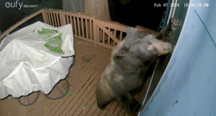 bear-seen-in-‘entertaining’-video-trying-to-break-into-washington-home-through-doggie-door:-‘a-little-worried’