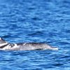 one-of-the-world’s-rarest-and-most-unusually-colored-dolphins-discovered-in-australia