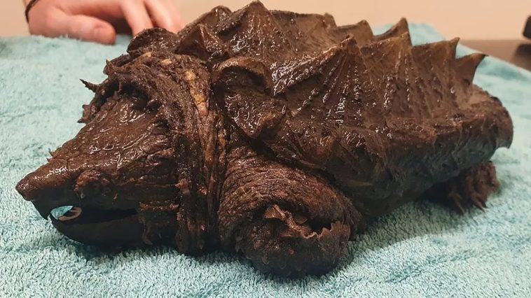 invasive-alligator-snapping-turtle-native-to-florida-rescued-out-of-lake-in-england