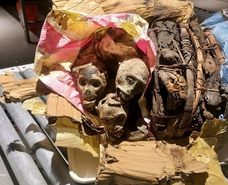 traveler-tries-to-sneak-4-‘deceased-and-dehydrated’-mummified-monkeys-through-boston-airport-security,-is-stopped-by-dog