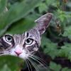 alaska-man-dies-from-novel-animal-borne-virus,-likely-contracted-from-stray-cat