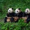 man-banned-from-chinese-panda-park-for-life-after-throwing-‘objects’-into-enclosure