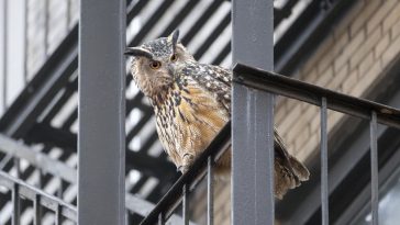 flaco,-the-escaped-central-park-zoo-owl,-dead:-officials