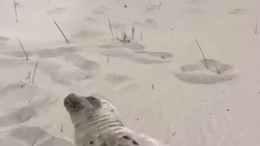 seal-frolics-on-coney-island-beach-before-being-guided-back-to-water,-adorable-video-shows