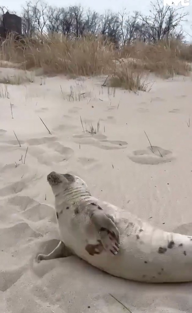 seal-frolics-on-coney-island-beach-before-being-guided-back-to-water,-adorable-video-shows