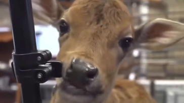 cow-calf-rejected-by-its-mother-becomes-maine-gun-store-employee-‘as-long-as-i-can-fit-him-in-the-car’