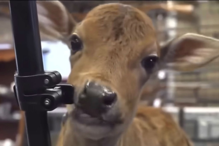 cow-calf-rejected-by-its-mother-becomes-maine-gun-store-employee-‘as-long-as-i-can-fit-him-in-the-car’