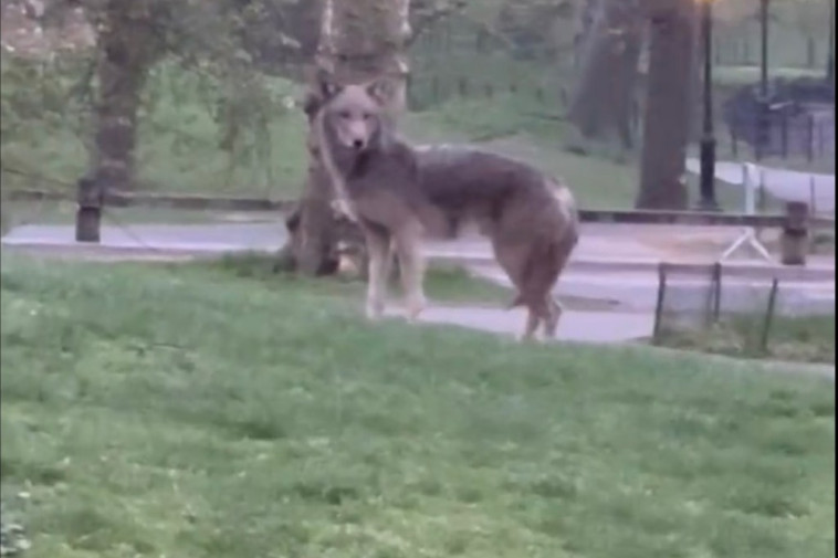 nyc-jogger-films-hair-raising-encounter-with-‘giant’-coyote-prowling-central-park