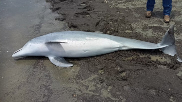 dead-dolphin-discovered-on-beach-with-‘bullets-lodged’-in-brain,-spine-and-heart