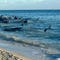 more-than-100-stranded-whales-return-to-the-sea-after-rescue-effort-on-australian-coast