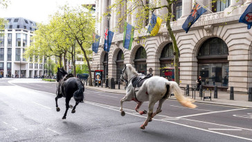 2-military-horses-in-serious-condition-after-breaking-free,-running-loose-across-london