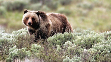 feds-plan-to-reintroduce-grizzly-bears-to-washington-state’s-northern-cascades