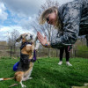 pets-may-need-to-wait-weeks,-months-for-care-amid-us-veterinarian-shortage
