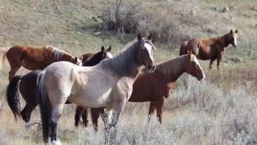 wild-horses-to-remain-in-north-dakota’s-theodore-roosevelt-national-park,-lawmaker-says